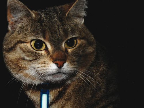 Ni-Glo - Schlüsselanhänger Zahnradmarker - Polymer - Blaze Orange - 91502